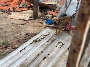 Carrinho de mão era a única proteção que o animal tinha para se proteger do sol e da chuva