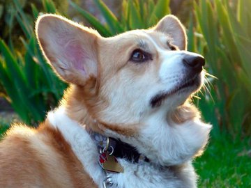 Estudo sueco diz que gostar de cachorros pode ser genético