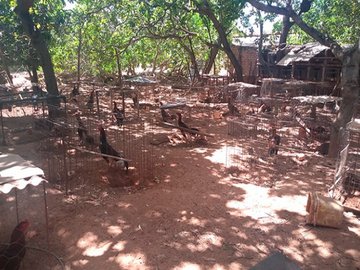 O proprietário foi autuado e vai responder em liberdade por crime ambiental, pois foi lavrado um TCO