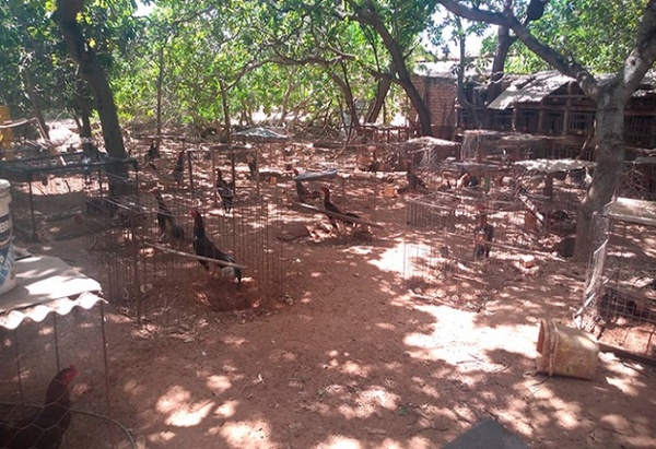 O proprietário foi autuado e vai responder em liberdade por crime ambiental, pois foi lavrado um TCO