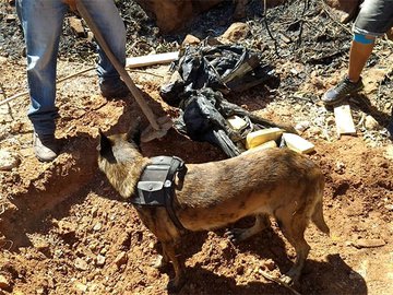 Megan farejou tabletes de maconha enterrados em um quintal na cidade de Picos, no interior do Piauí