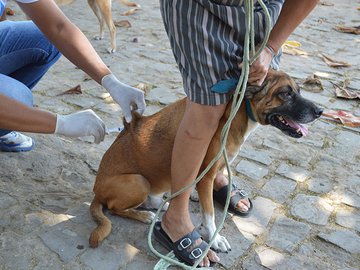 Após 27 anos, Teresina tem caso confirmado de raiva canina e faz busca ativa