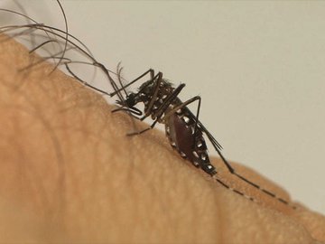 Piauí tem aumento de 600% nas notificações de dengue, diz Sesapi