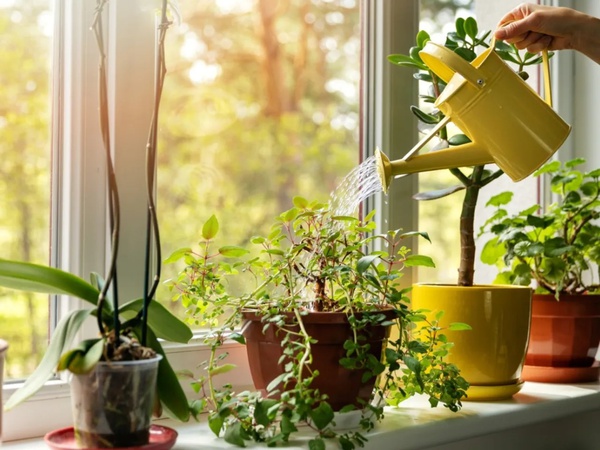 Cuidando de suas plantas de casa em climas quentes.